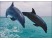 Delfin
