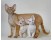 Devon Rex