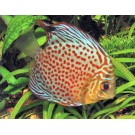 Discus