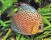 Discus