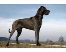 Dog german