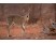 Duiker comun