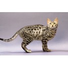 Egyptian Mau