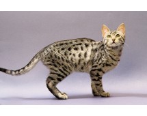 Egyptian Mau