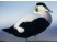 Eider
