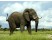 Elefant
