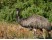 Emu