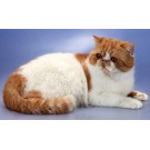 Exotic Shorthair