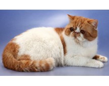 Exotic Shorthair