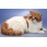 Exotic Shorthair