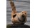 Foca