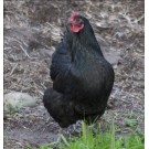 Gaina Australorp