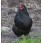 Gaina Australorp