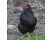Gaina australorp