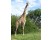 Girafa