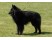 Groenendael