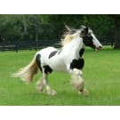 Gypsy Vanner