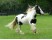 Gypsy Vanner