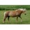 Haflinger