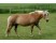 Haflinger