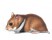 Hamster romanesc