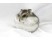 Hamster rusesc pitic