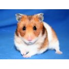 Hamster sirian