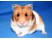 Hamster sirian