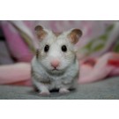 Hamsteri