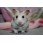 Hamsteri