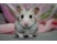 Hamsteri