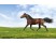 Hanoverian