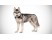 Husky