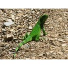 Iguana verde