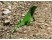 Iguana verde