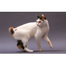 Japanese Bobtail