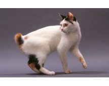 Japanese Bobtail