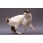 Japanese Bobtail