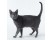 Korat