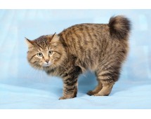 Kurilian Bobtail