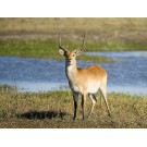 Lechwe