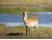 Lechwe