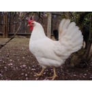 Leghorn