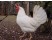 Leghorn