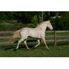 Lusitano