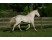 Lusitano