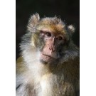 Maimuta macac japonez