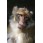 Maimuta macac japonez