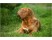 Mastiff