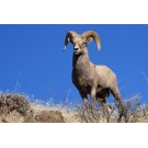 Muflonul Bighorn